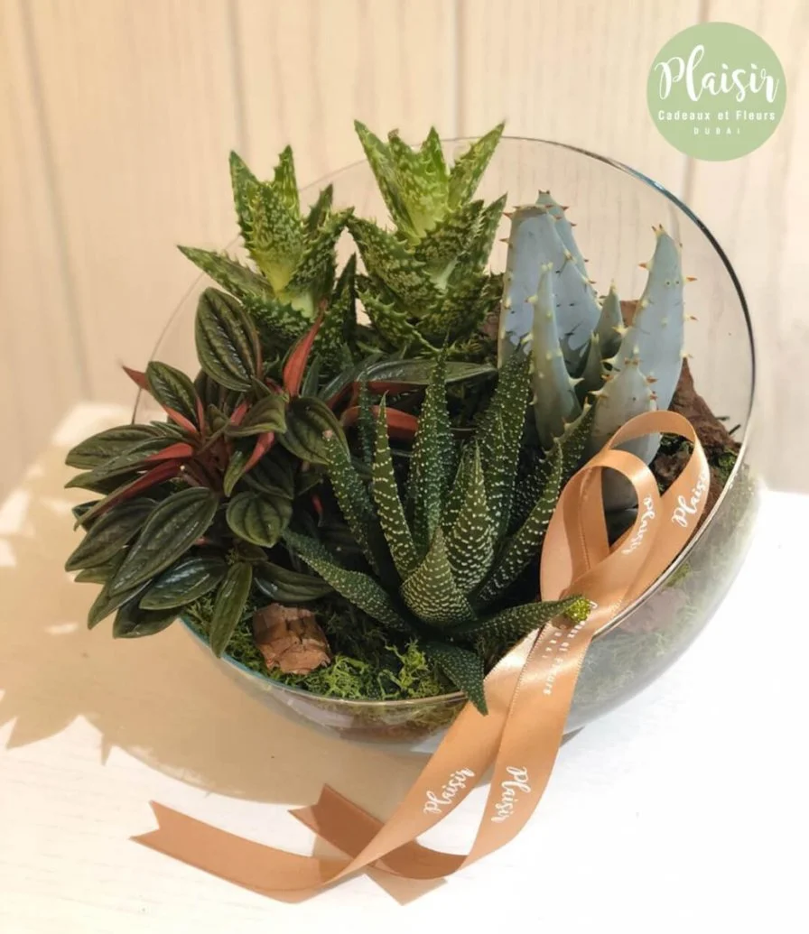 Four Succulents In Half-Moon Glass Vase By Plaisir