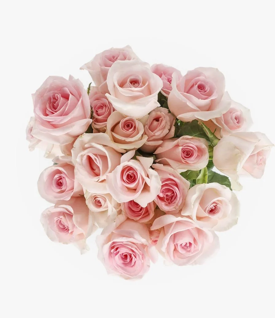 Light Pink Roses 