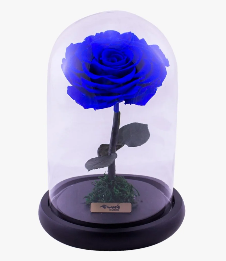 Long Life Big Blue Rose
