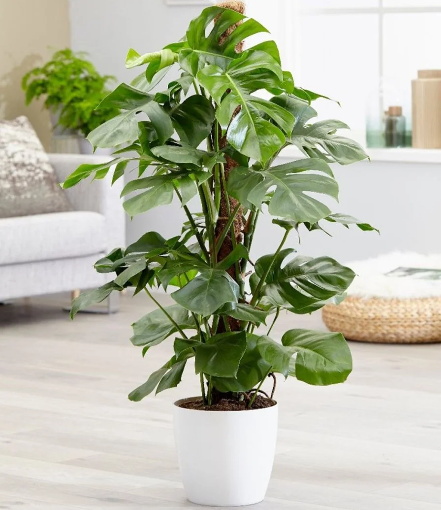 Monstera Pertusum Plant Pot