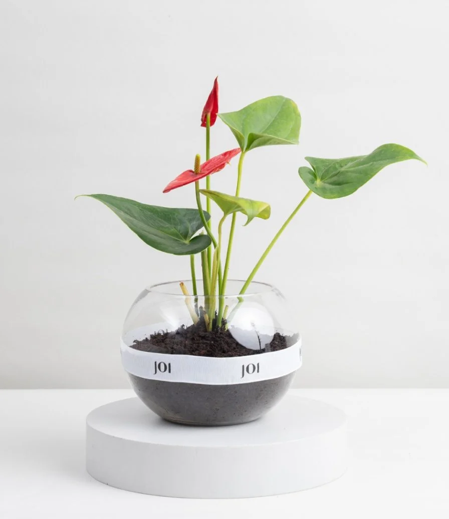 Red Anthurium Plant in A Vase