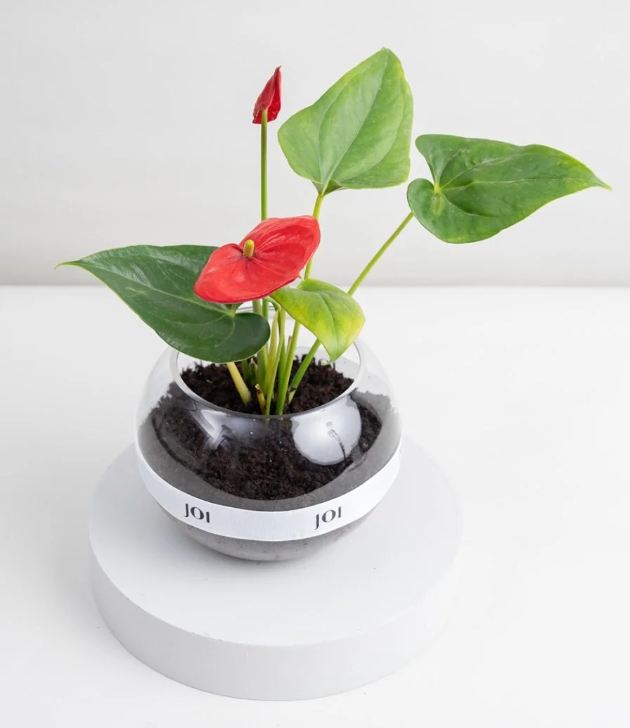 Red Anthurium Plant in A Vase