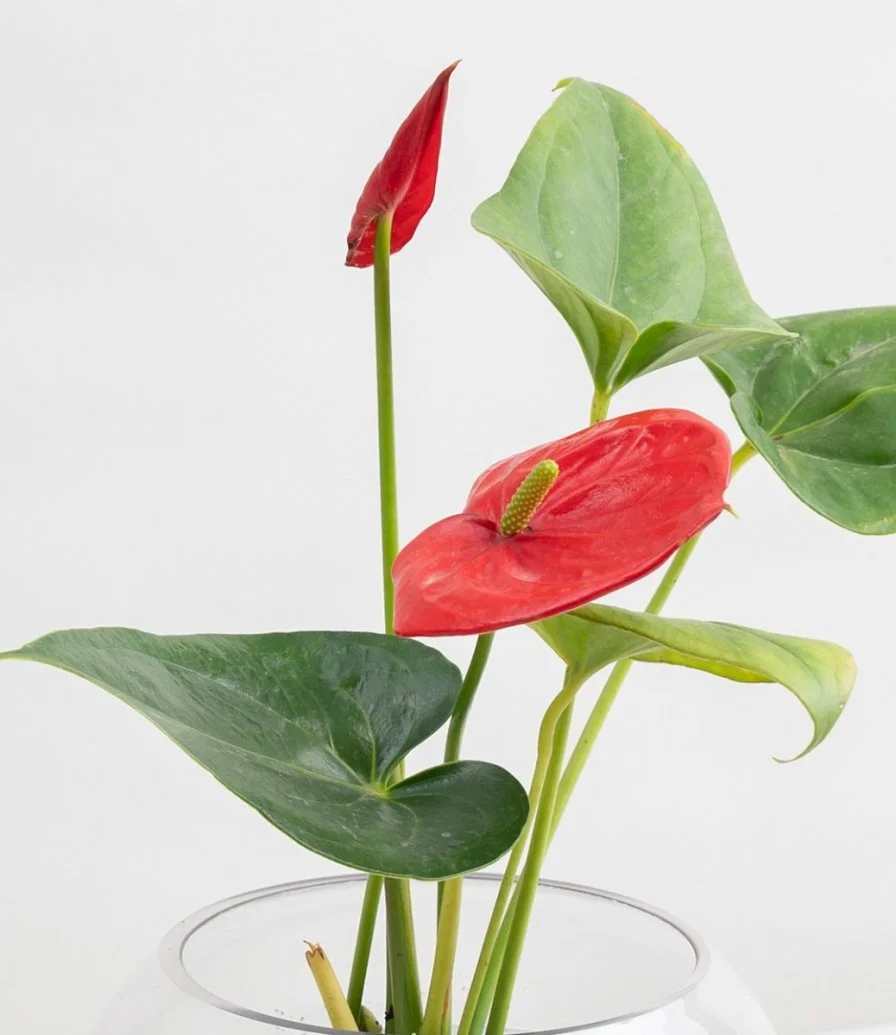 Red Anthurium Plant in A Vase