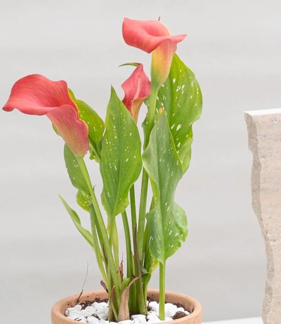 Red Calla Plant