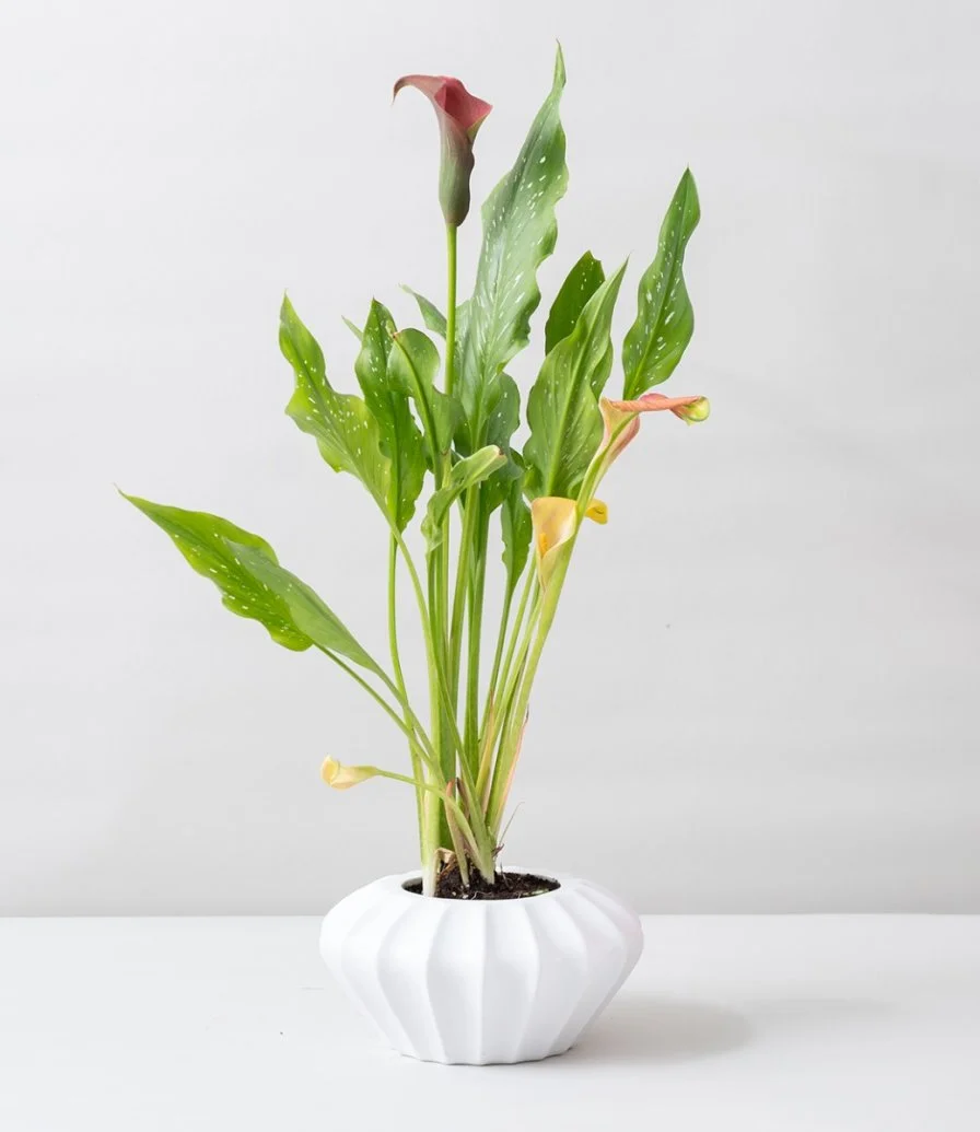 Red Calla Plant 2