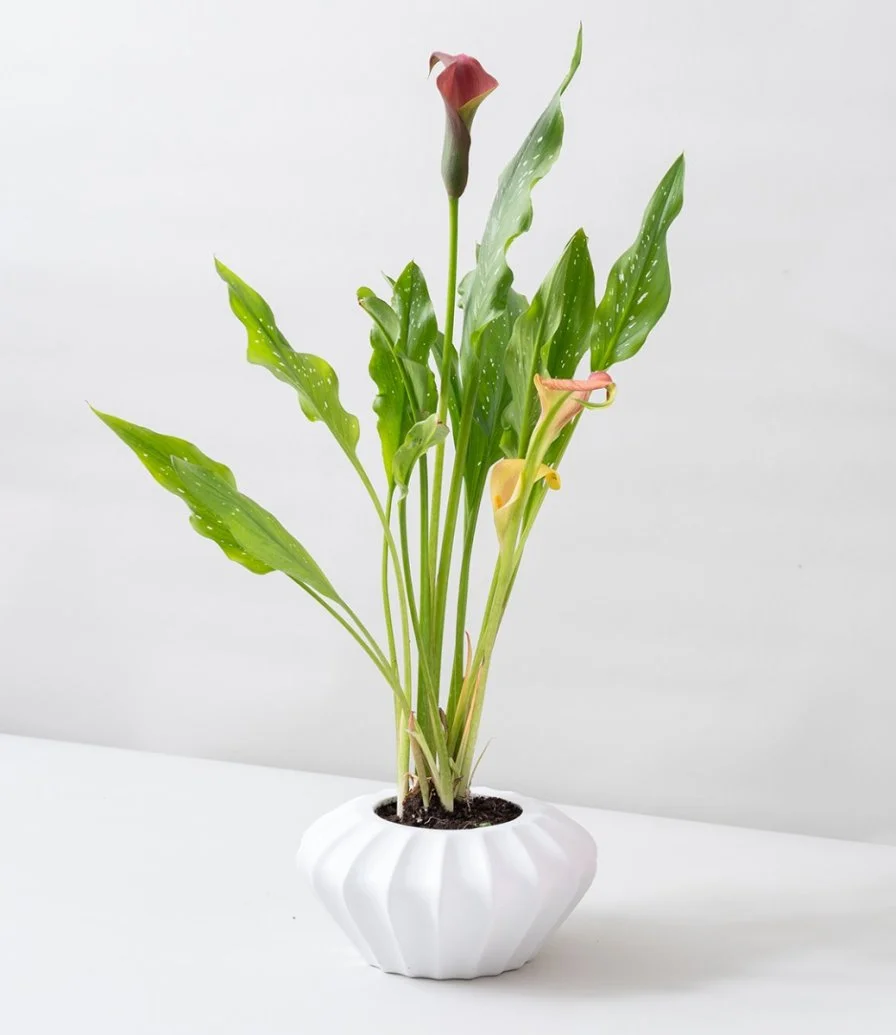 Red Calla Plant 2