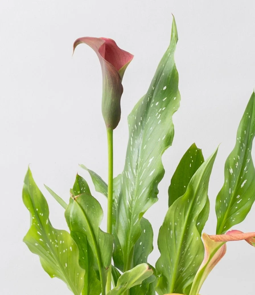 Red Calla Plant 2