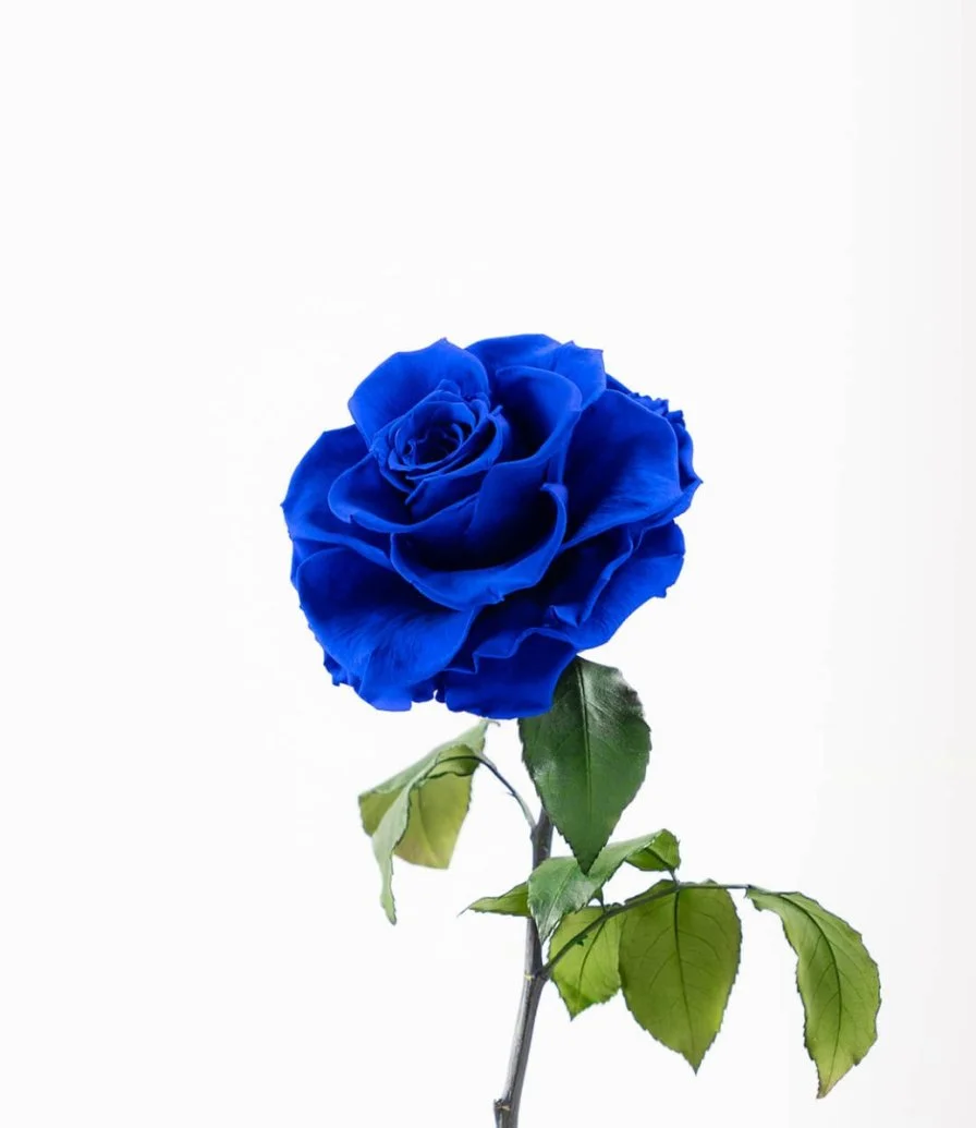 Royal Blue Bella Rose