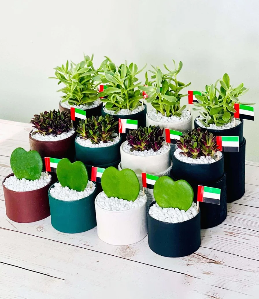 علب الهدايا النباتية لليوم الوطني الإماراتي من واندر بوت - مجموعة من 12