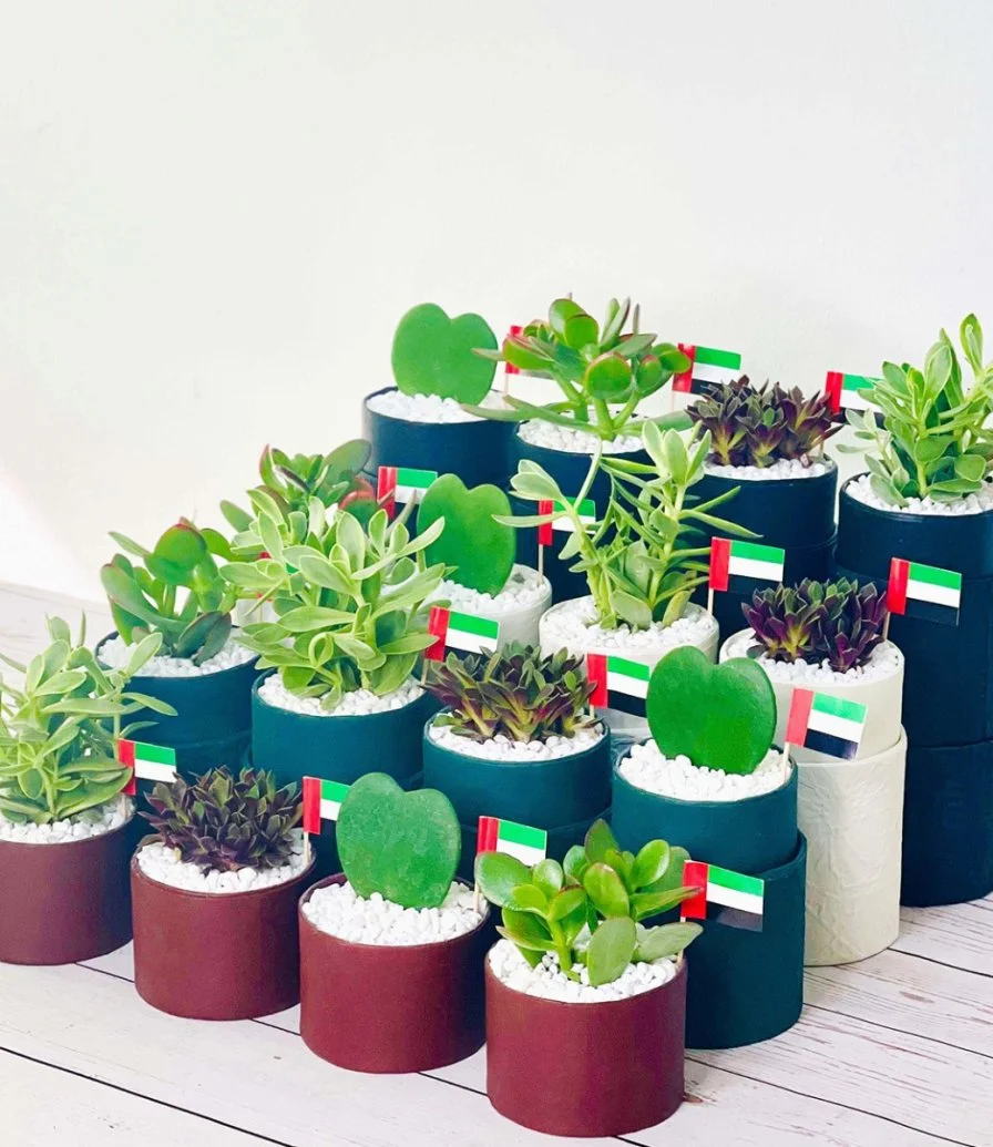 علب الهدايا النباتية لليوم الوطني الإماراتي من واندر بوت - مجموعة من 16 