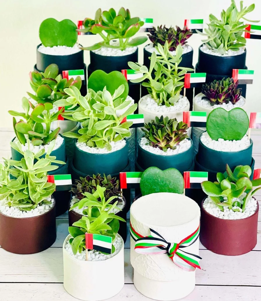 علب الهدايا النباتية لليوم الوطني الإماراتي من واندر بوت - مجموعة من 16 