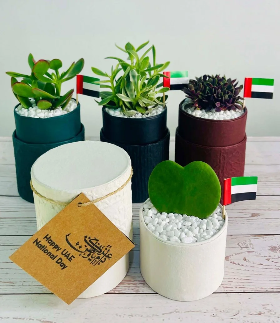 Plant Gift Boxes for UAE National Day by Wander Pot - Set of 4