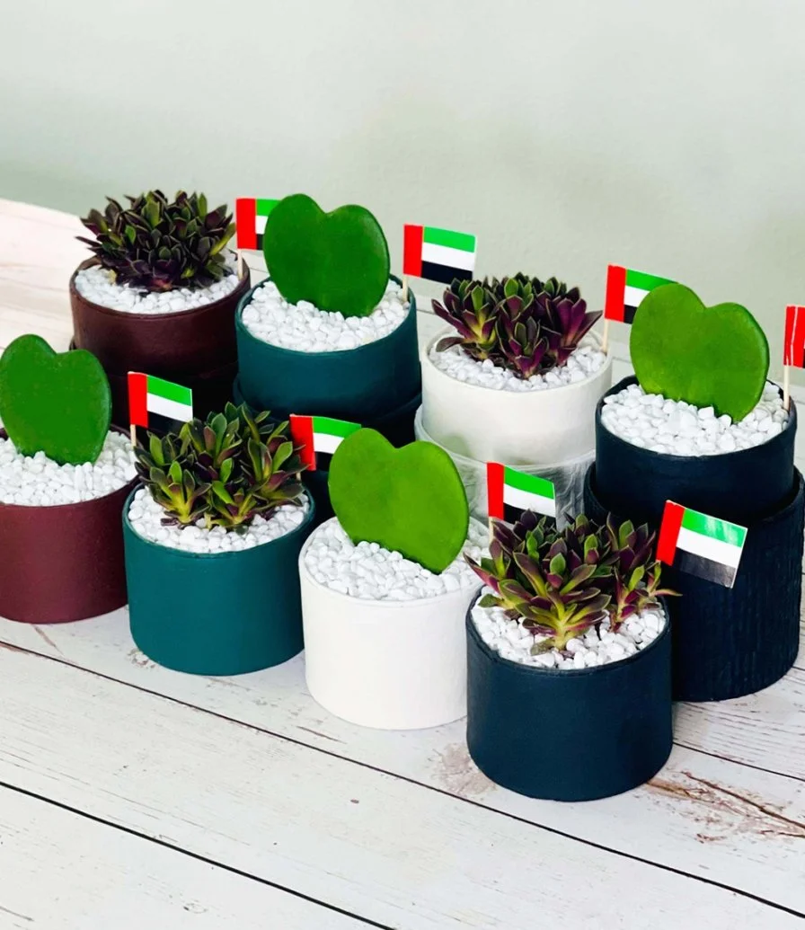 علب الهدايا النباتية لليوم الوطني الإماراتي من واندر بوت - مجموعة من 8