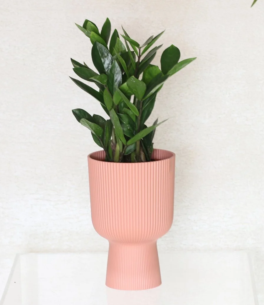 Small Zamioculcas In A Plastic Elho Vase