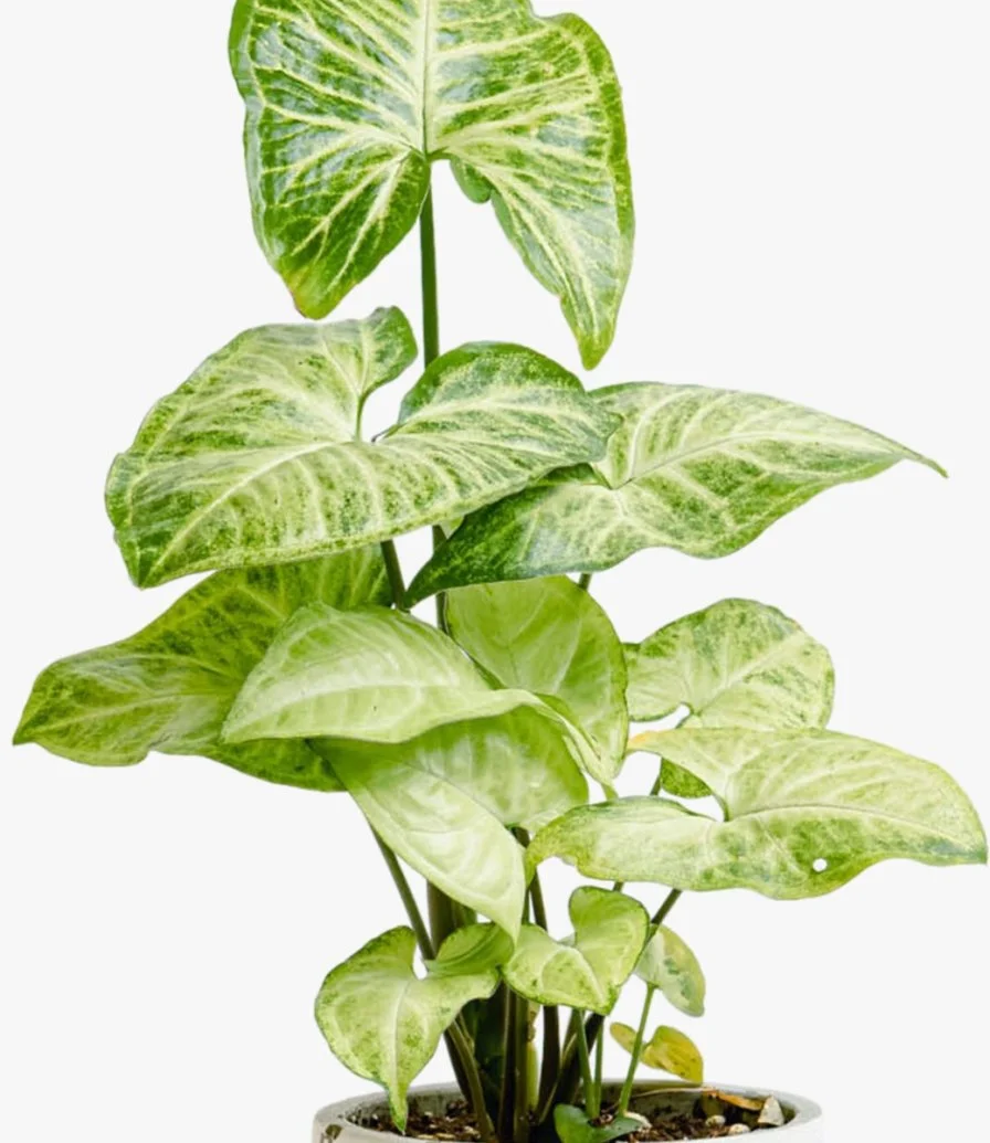 Ssonium Plant