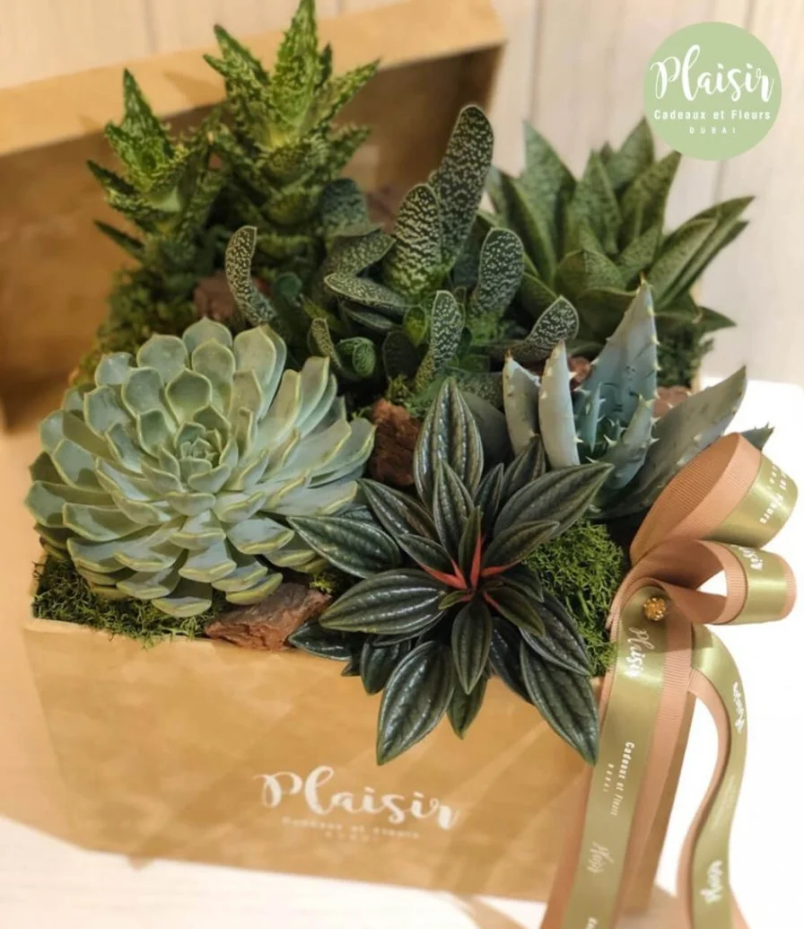 Succulents In Plaisir'S Luxury Velvet Box By Plaisir