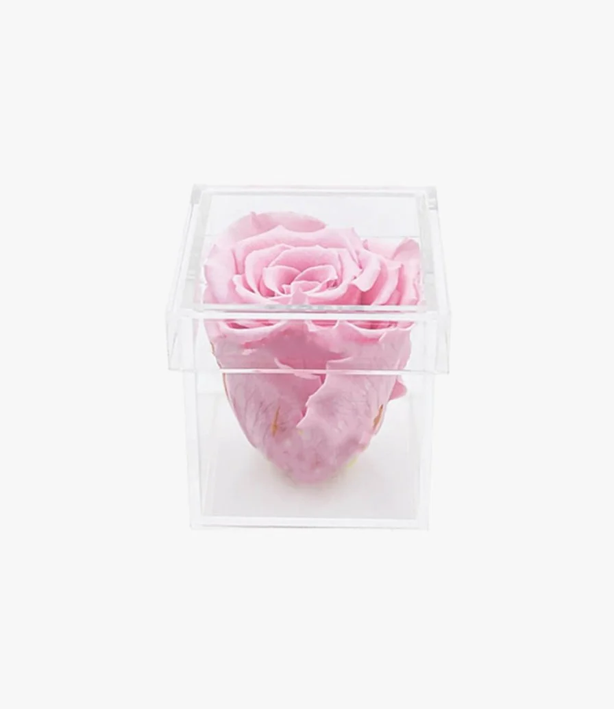 The bloom | Pink Single rose