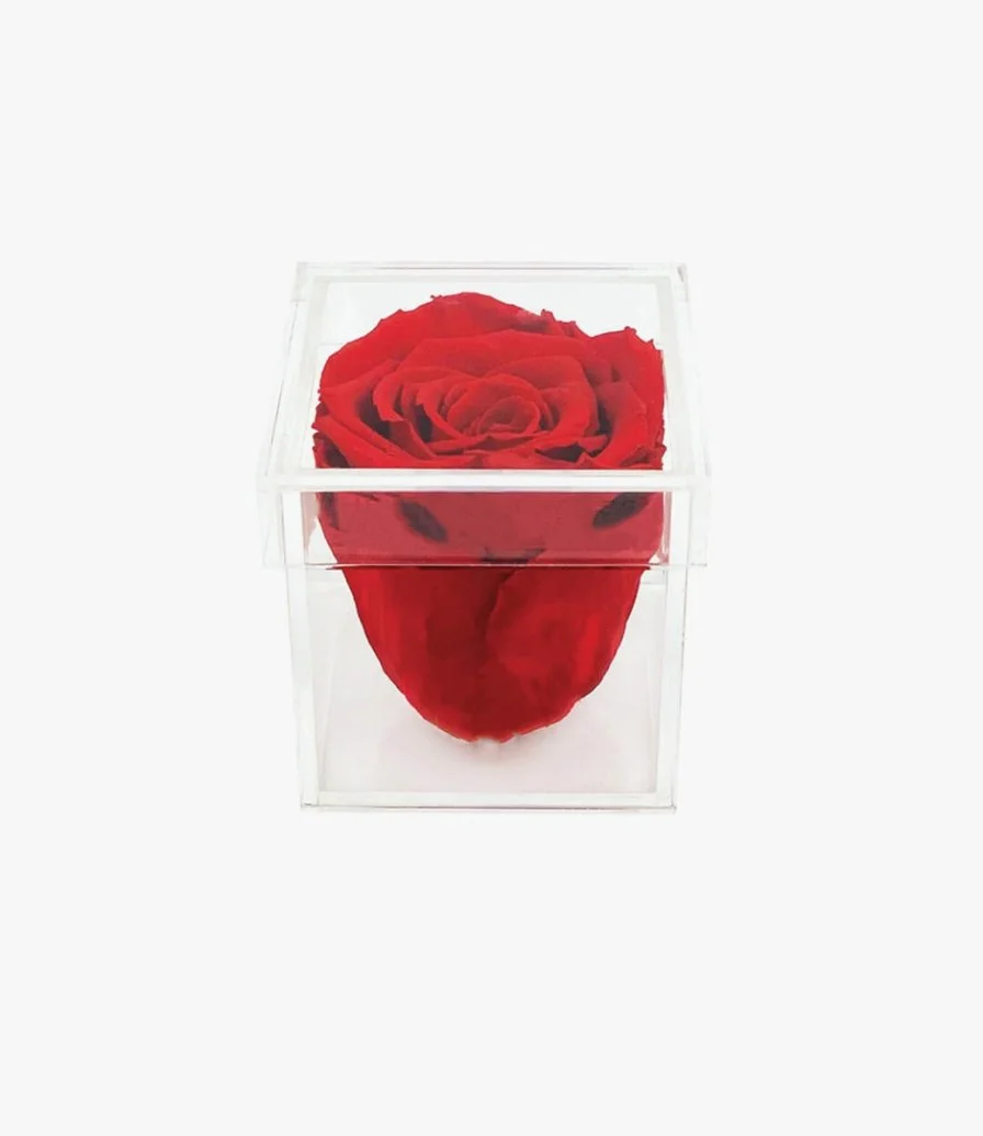 The bloom |Red  Single Rose