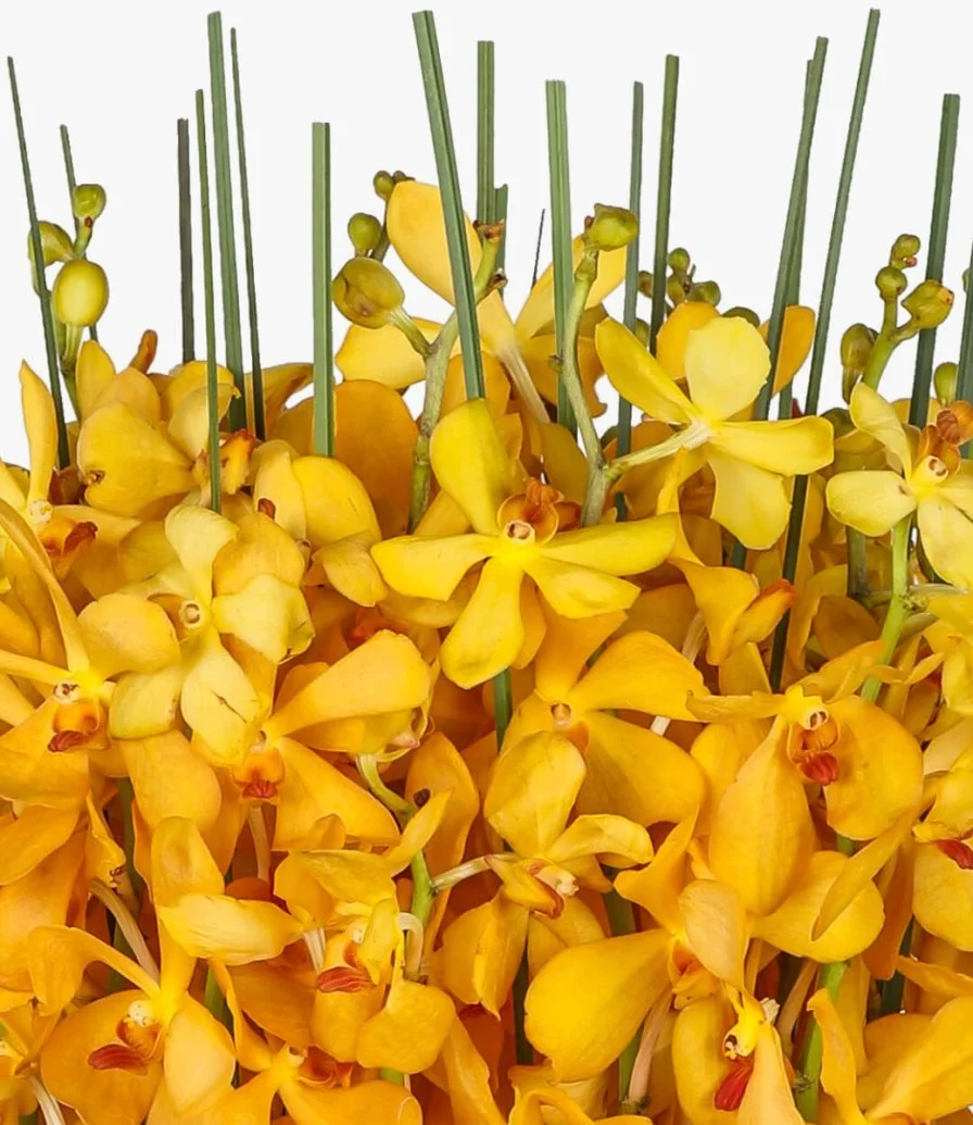 Yellow Orchids Pot