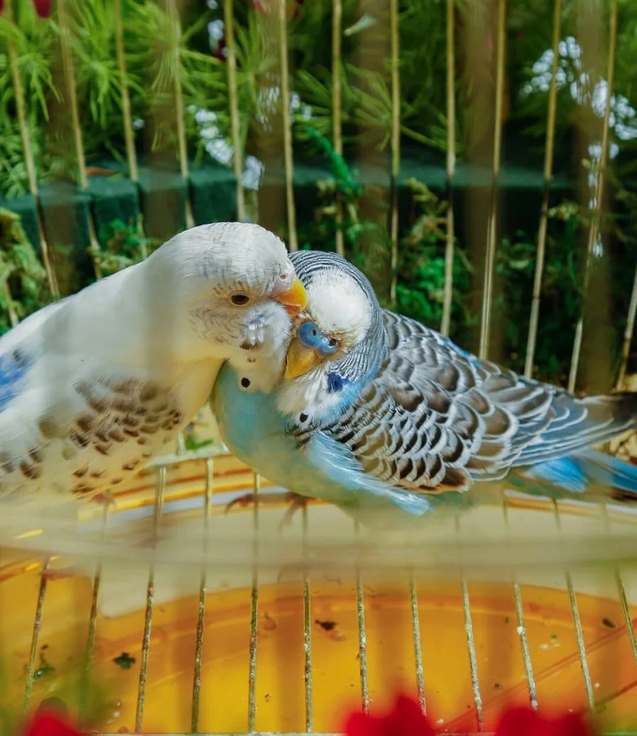 طيور الحب مع زهور