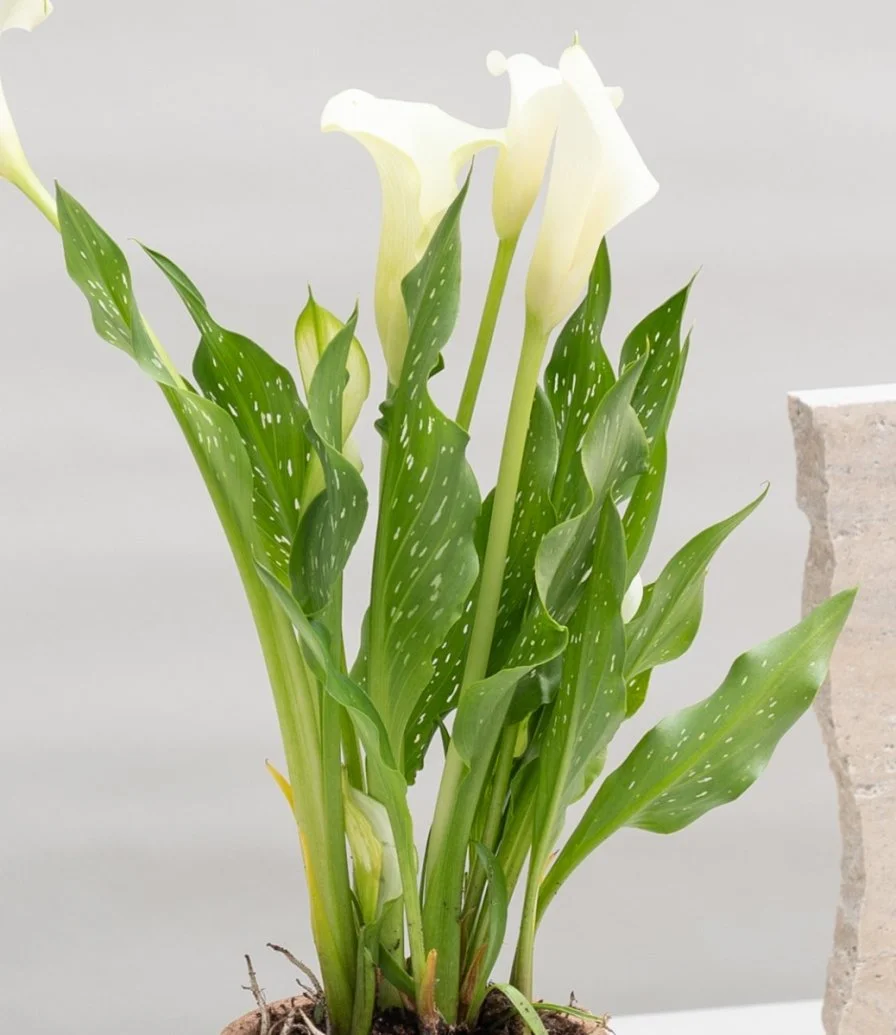 White Calla Plant