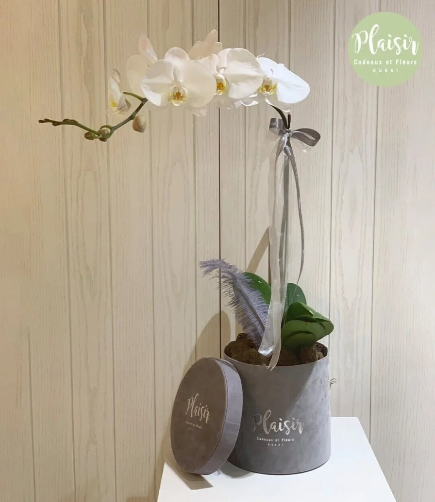 White Orchid Box - Grey By Plaisir