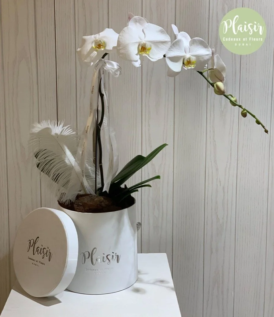 White Orchid Box - White By Plaisir