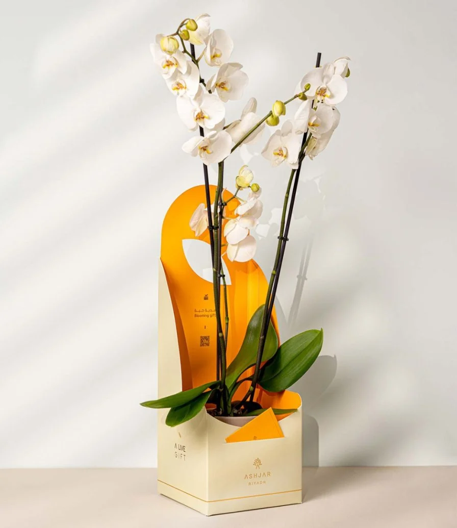 White Orchids by Ashjar