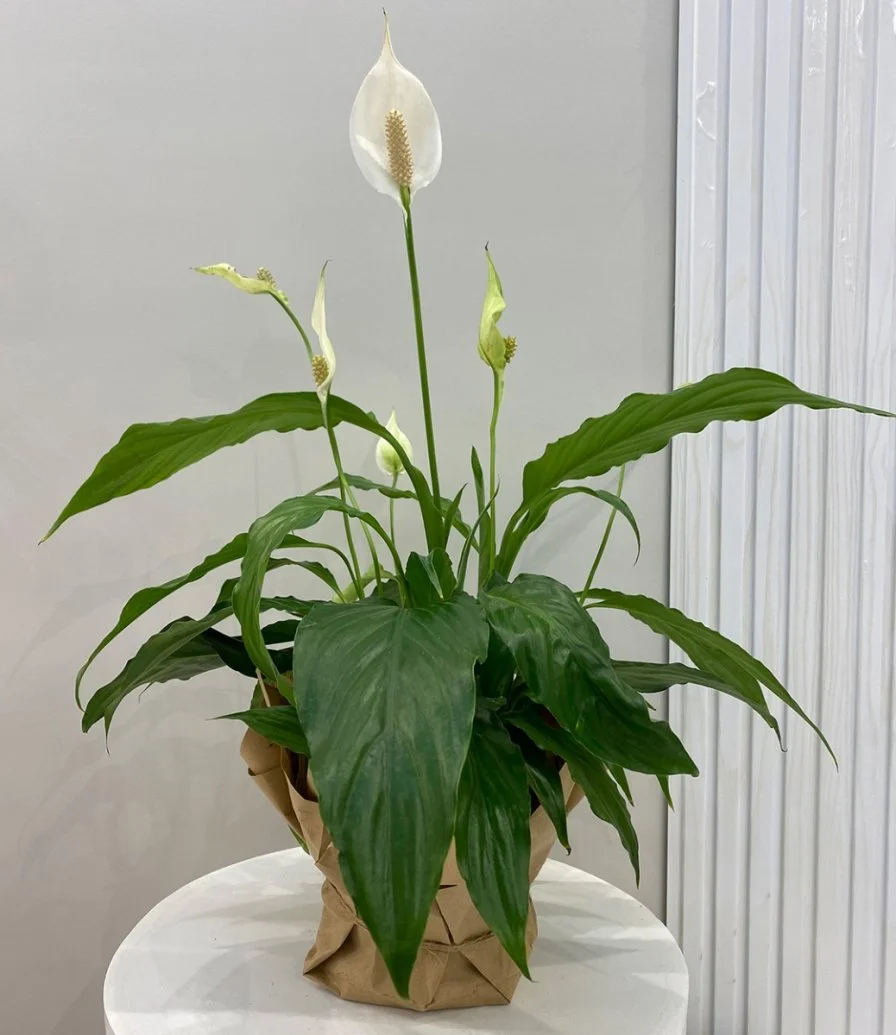 نبات الأشرعة البيضاء