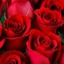 12 Red Roses Romantic Bouquet