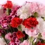 Assorted Carnations Arrangement