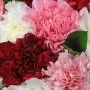 The Cheerleader Carnations Arrangement