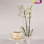 Croquant Cake & Orchids Bundle by Secrets