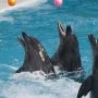 عرض الدلافين والفقمات من دريم دايز