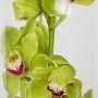 Indian Summer Orchids Arrangement