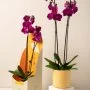 Laser Engraved Violet Orchid Gift by Ashjar