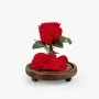 Long Life Single Red Rose Dome