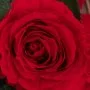 Long Life Single Red Rose Dome