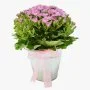 Lovely Pink Cineraria Plant