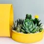 Lush Garden Box - Cheerful Yellow - by WANDER POT