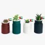 Mini Succulent Mix Set of 4 – UAE National Day By WANDER POT