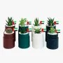 Mini Succulent Mix Set of 8 – UAE National Day By WANDER POT