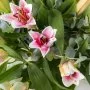 Pink Oriental Blooms Bouquet