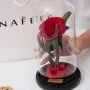 Red Elixir of Life Flowers by Nafees