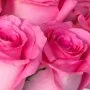 One Dozen of Pink Roses Arrangement