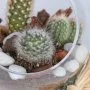 The Surprising One Cacti Arrangement 