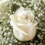 The White Fantasy Roses Arrangement*