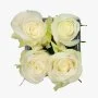 White Roses in A Cube Vase